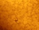 sonnehalphaar12842cvom17.07.21evostar1021000asi174mm. sonnehalphaar12842cvom17.07.21evostar1021000asi174mm.