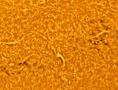 ar3670col ar3670col