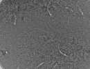 sonneam23.04.2023crop1fd11 sonneam23.04.2023crop1fd11